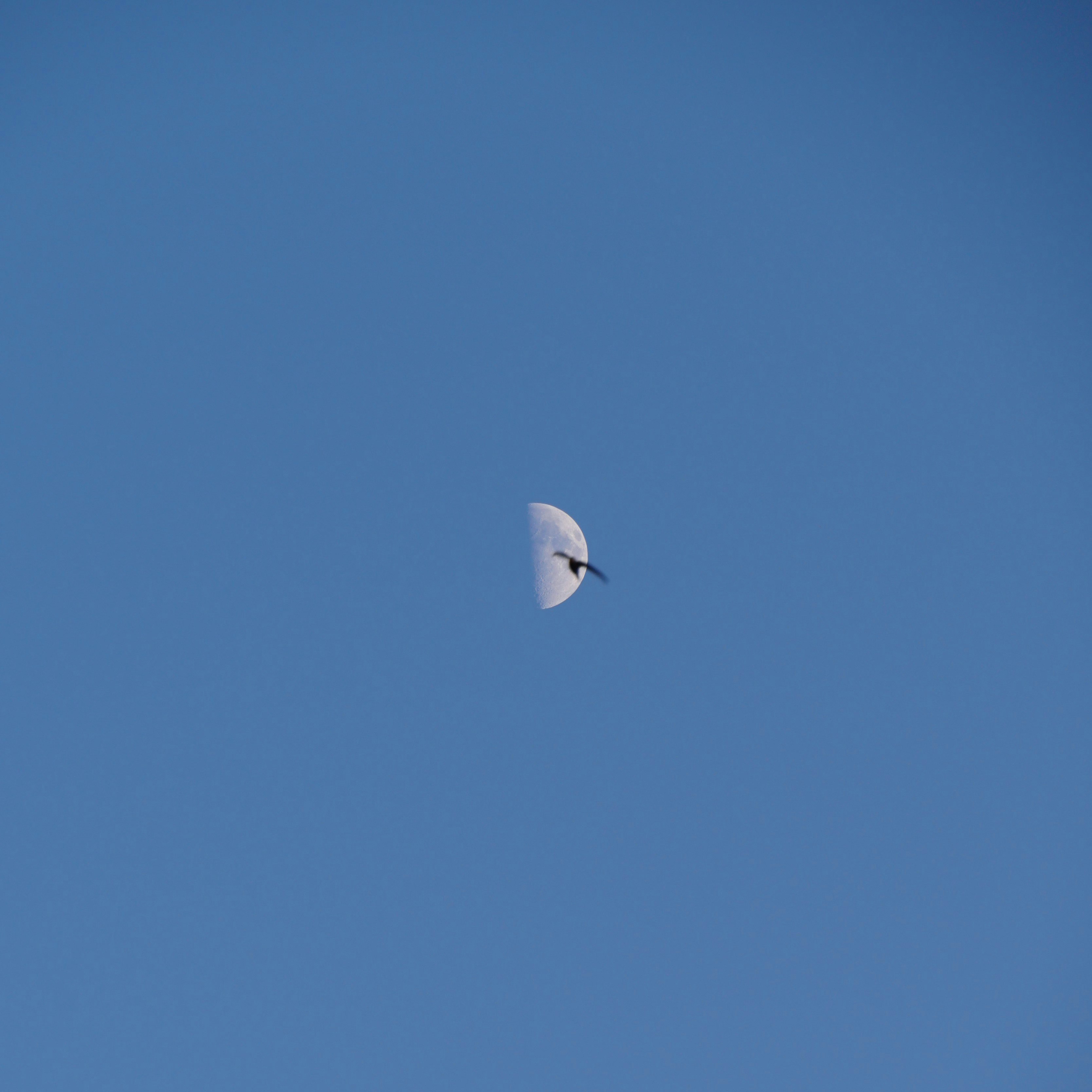 white bird flying under blue sky during daytime